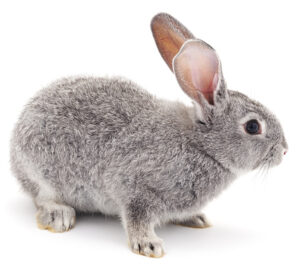 Grey rabbit isolated on a white background.